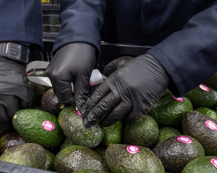 Participará Morelos en la Feria Fruit Attraction 2025 en Madrid