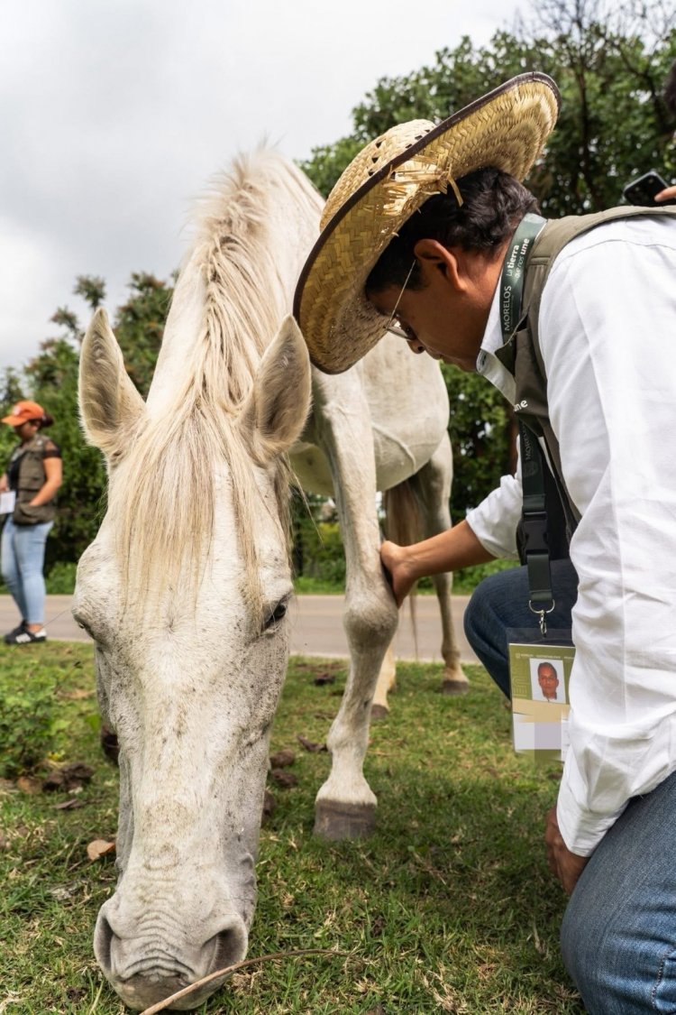 Secretaría de Desarrollo Sustentable  dio apoyo a yegua herida en Tepoztlán