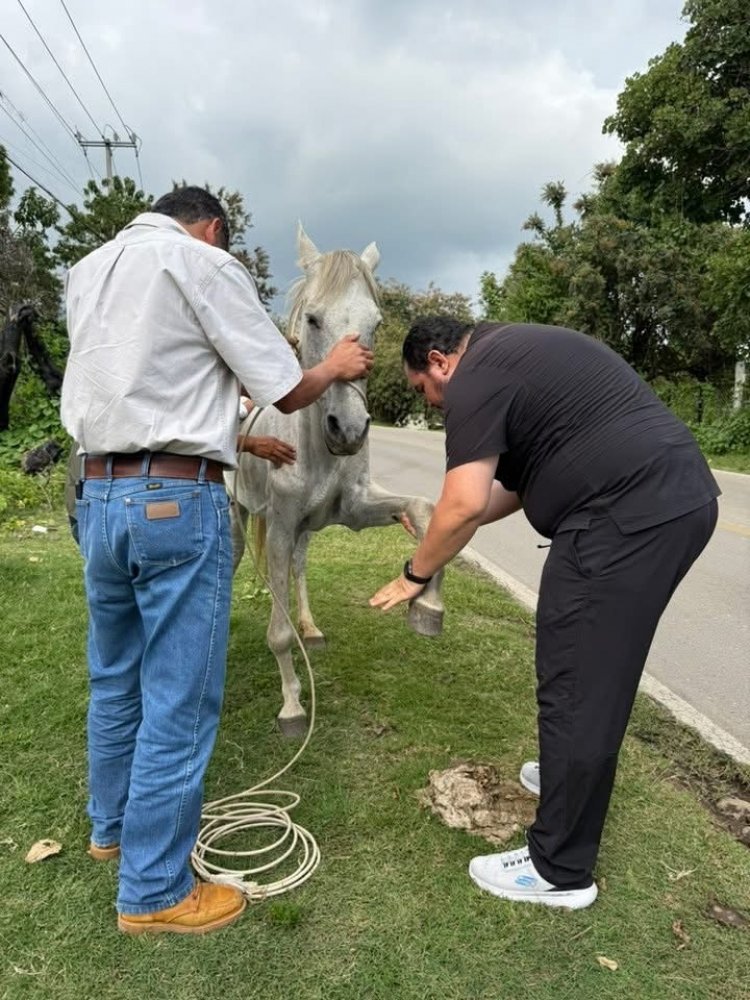 Secretaría de Desarrollo Sustentable  dio apoyo a yegua herida en Tepoztlán