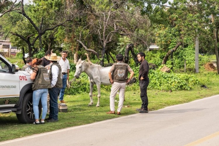 Secretaría de Desarrollo Sustentable  dio apoyo a yegua herida en Tepoztlán