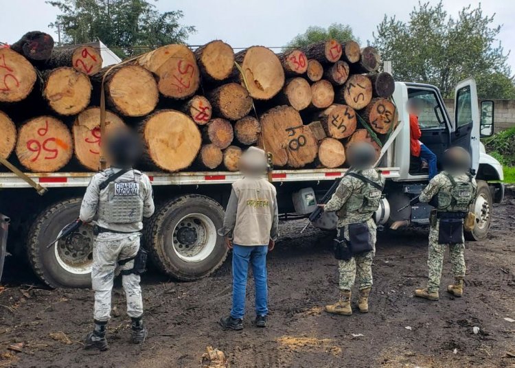 Desmanteló un aserradero ilegal en Huitzilac Profepa