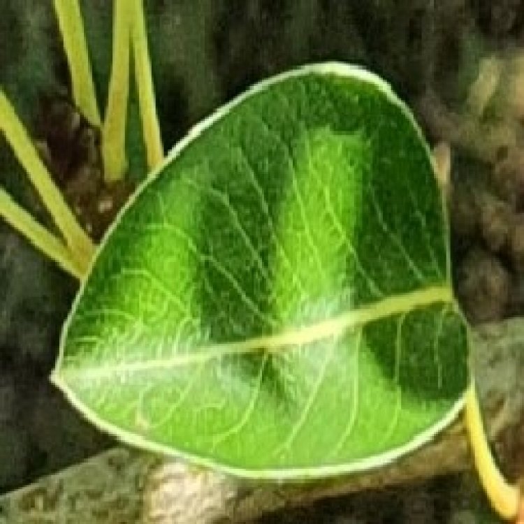 Trabajan con IA para hallar enfermedades en plantas