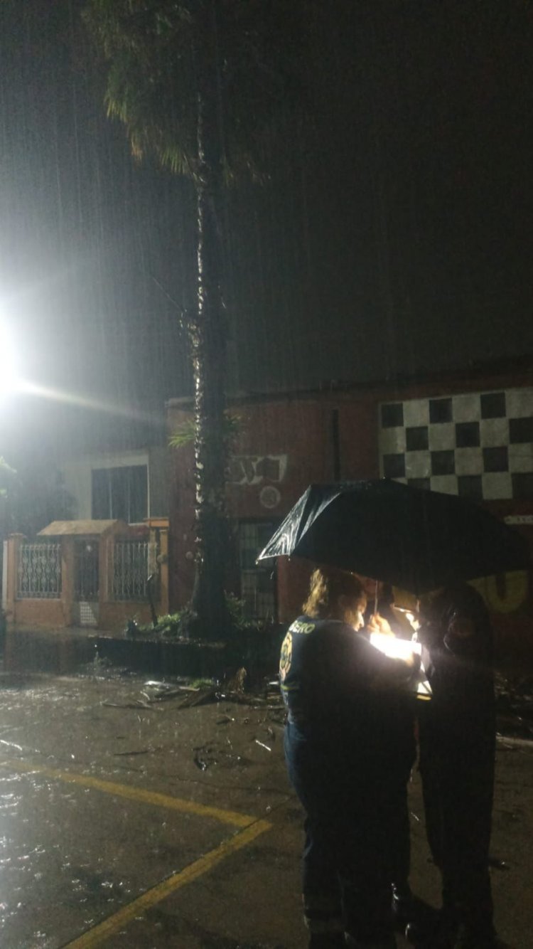 Se quemó una palmera en Civac por un cortocircuito