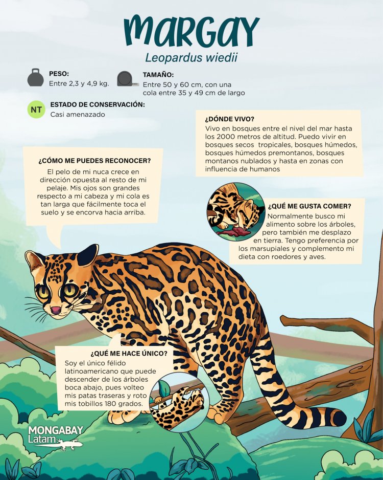 Confirman presencia del felino  margay en Sierra Monte Negro