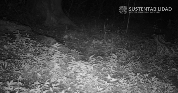 Confirman presencia del felino  margay en Sierra Monte Negro