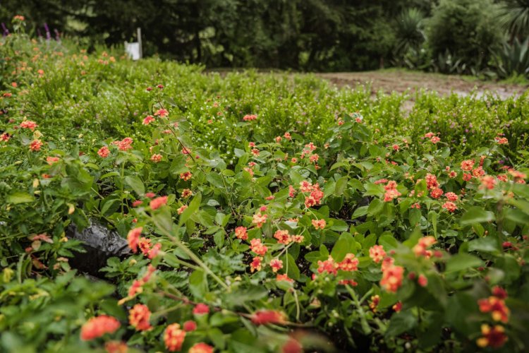 Modelo agroecológico  se aplica en Huitzilac