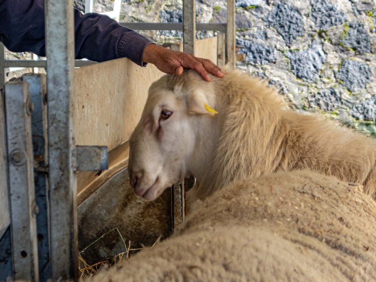 Se brinda impulso a  la producción ovina