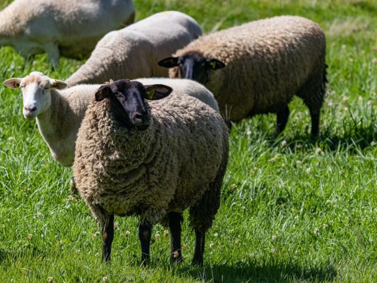 Se brinda impulso a  la producción ovina