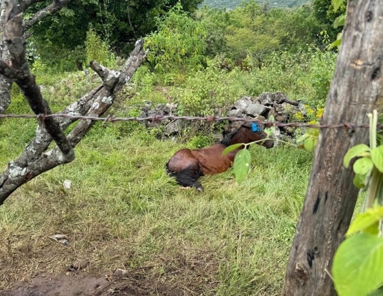 Equino muy mal herido en alambre  de púas en Tepoztlán fue rescatado
