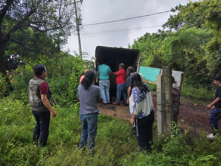 Equino muy mal herido en alambre  de púas en Tepoztlán fue rescatado