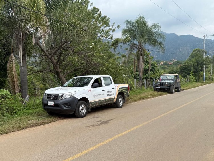 Equino muy mal herido en alambre  de púas en Tepoztlán fue rescatado