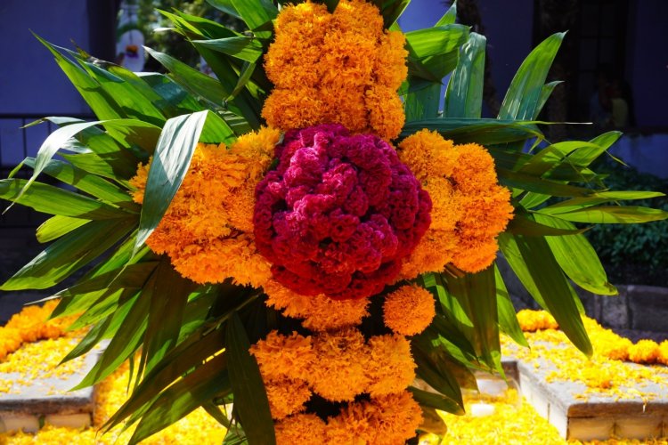 Exhortan a comprar flor de cempasúchitl de la entidad