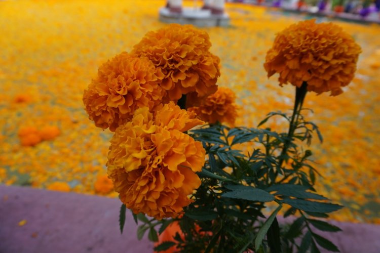 Exhortan a comprar flor de cempasúchitl de la entidad