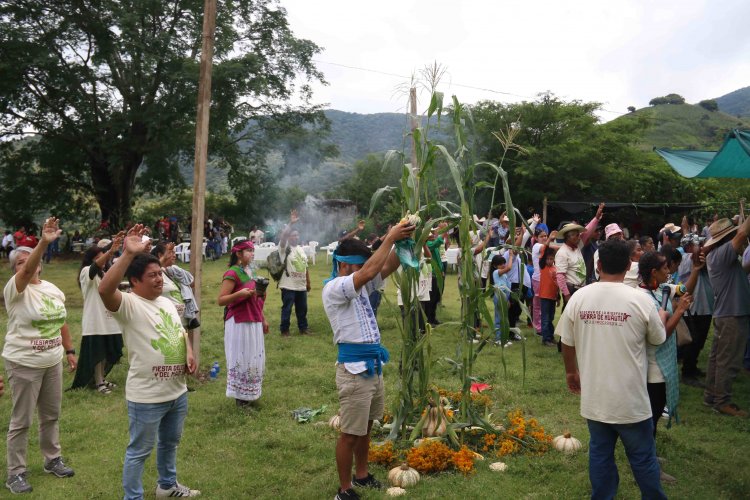 Participa CIByC en conservación de maíces nativos con comunidades