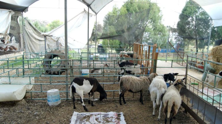 Impulsa la FCA calidad nutricional y  salud con la producción agropecuaria