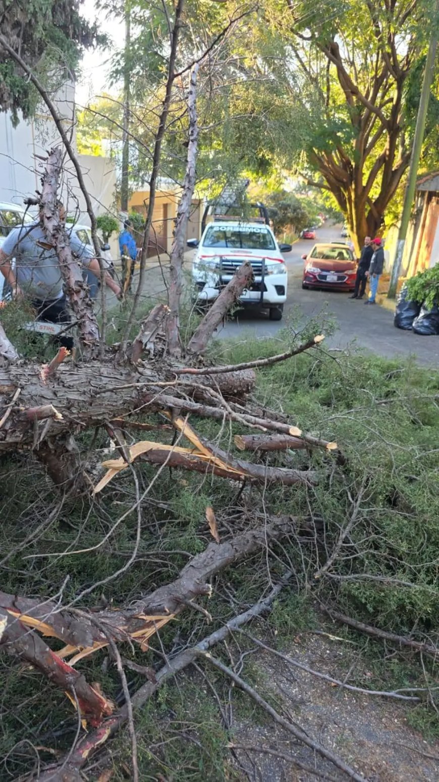 Intervienen bomberos luego de 2 árboles destrozados por vientos