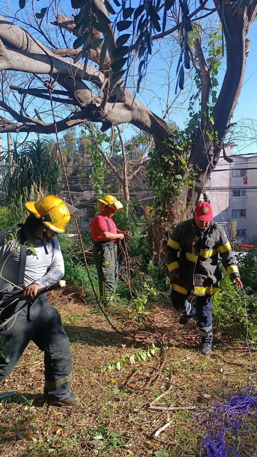 Intervienen bomberos luego de 2 árboles destrozados por vientos