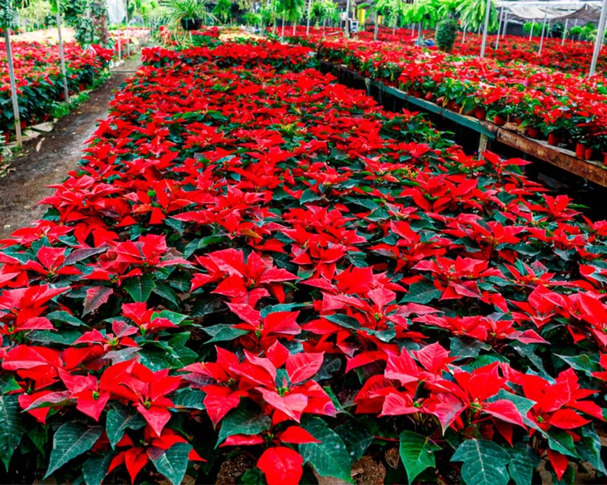 Comienza la temporada de venta de flor de Nochebuena