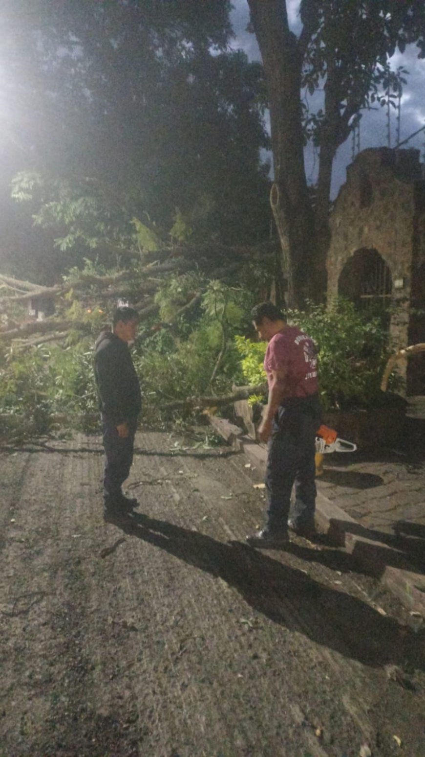 Se vino abajo árbol en Las Fuentes; personal de Jiutepec fue al apoyo