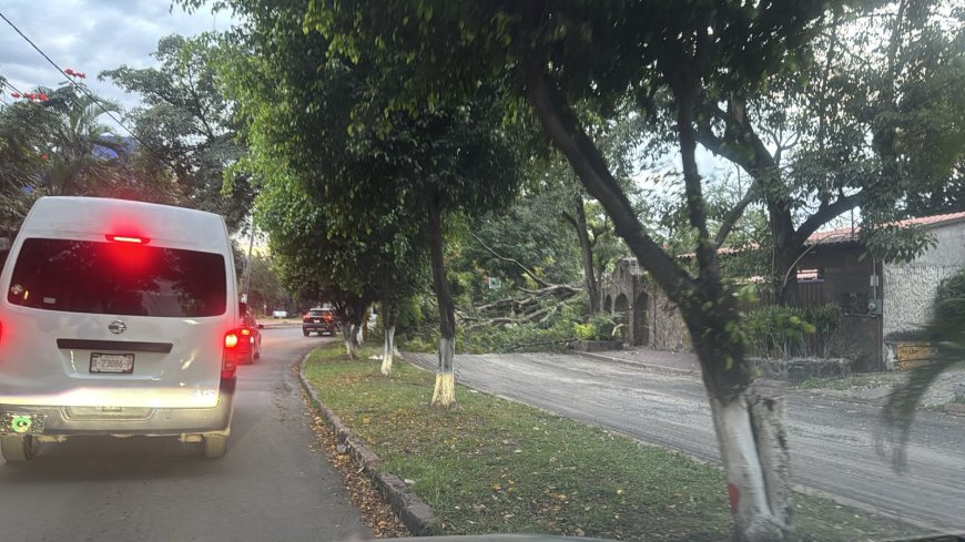Se vino abajo árbol en Las Fuentes; personal de Jiutepec fue al apoyo