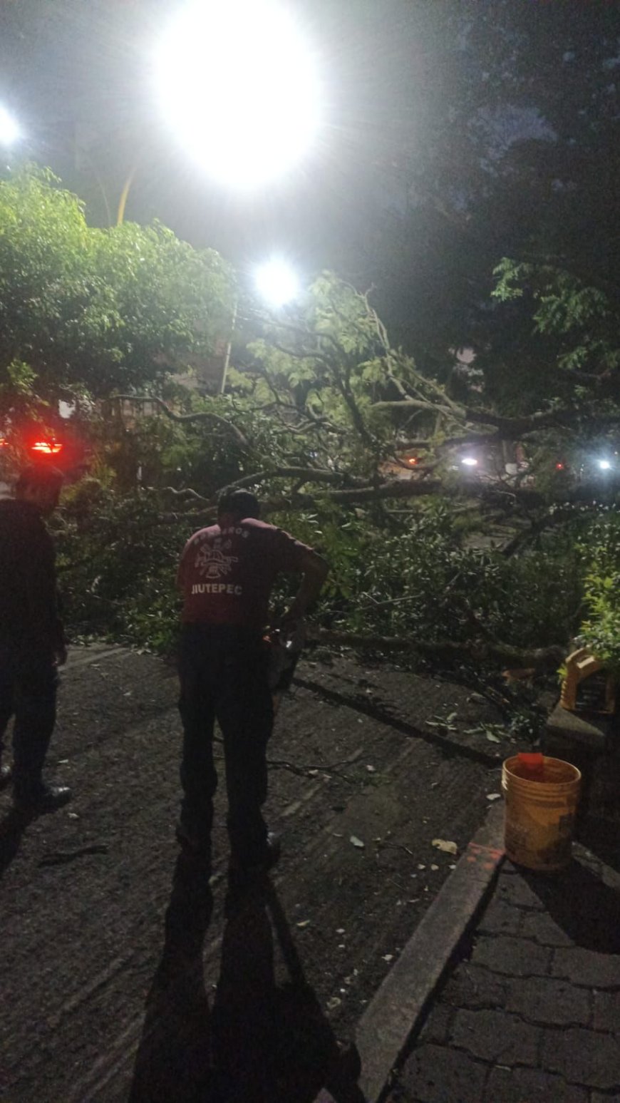 Se vino abajo árbol en Las Fuentes; personal de Jiutepec fue al apoyo