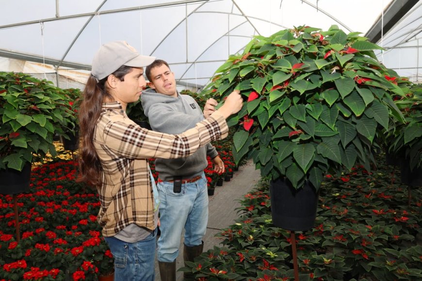 Estudiantes de la FCA inician venta de flor de nochebuena