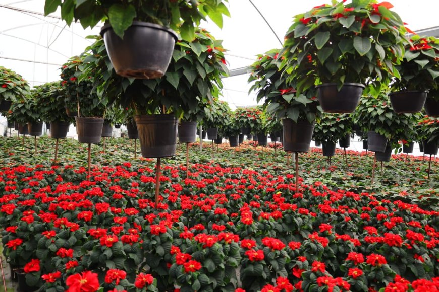 Estudiantes de la FCA inician venta de flor de nochebuena