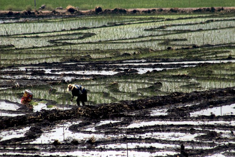 Último llamado a campesinos para recibir apoyos estatales
