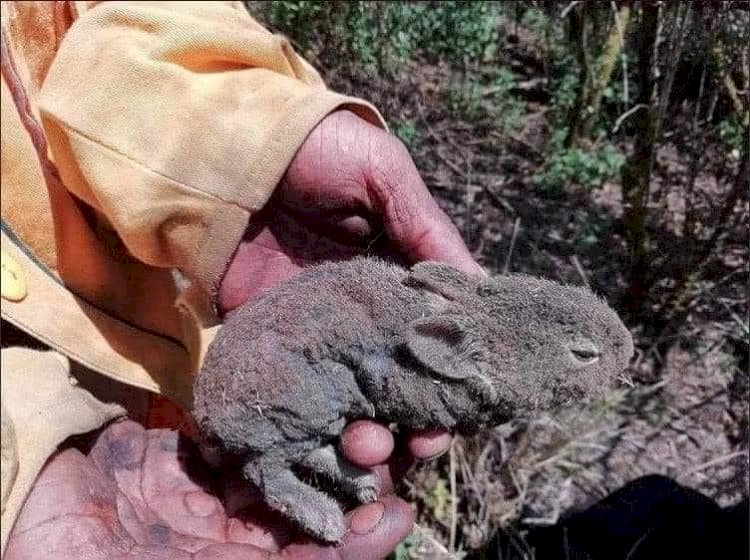 Solicitan ayuda para proteger y resguardar fauna silvestre de Tepoztlán